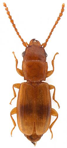 Réf. 92 425 : Notolaemus unifasciatus