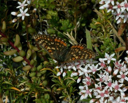 Euphydryas aurinia