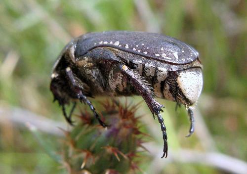 Netocia oblonga