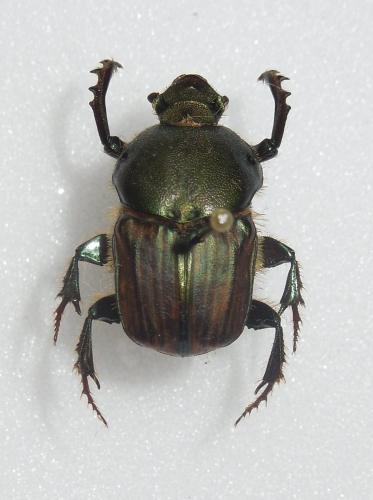 Onitis numida