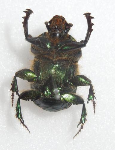 Onitis numida
