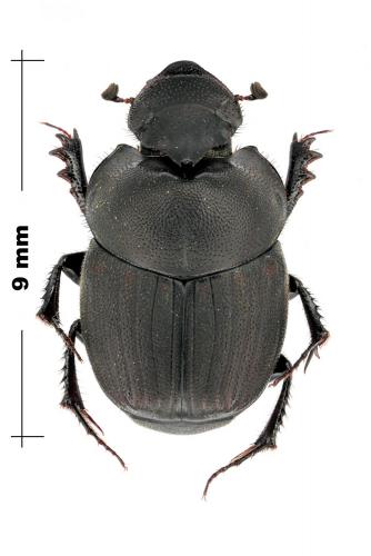 Onthophagus verticicornis