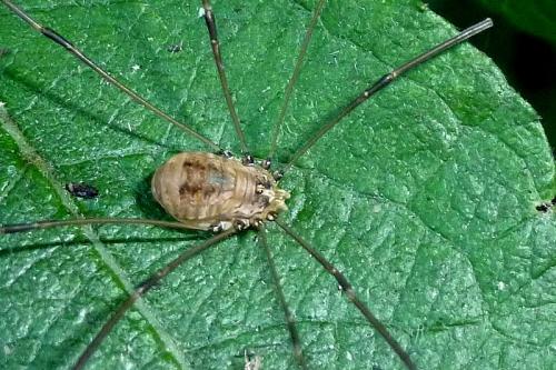 Réf. 92 083 : Leiobunum blackwallii