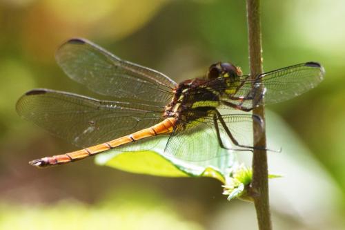 Orthemis ambirufa