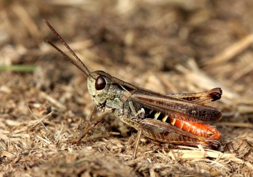 Réf. 92 955 : Omocestus haemorrhoidalis haemorrhoidalis