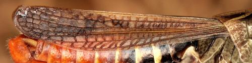 Omocestus haemorrhoidalis haemorrhoidalis