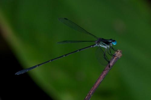 Réf. 92 206 : Oxystigma cyanofrons