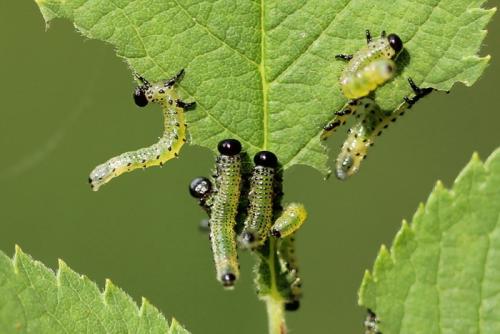 Réf. 92 642 : Arge (ochropus-pagana)