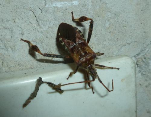 Leptoglossus occidentalis