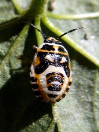 Eurydema ornata