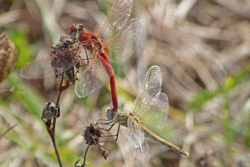 Sympetrum fonscolombii