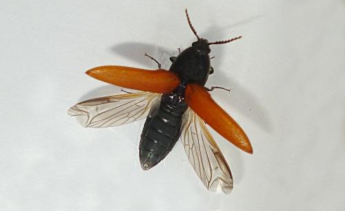 Réf. 92 192 : Ampedus sp.