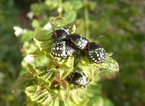 Nezara viridula
