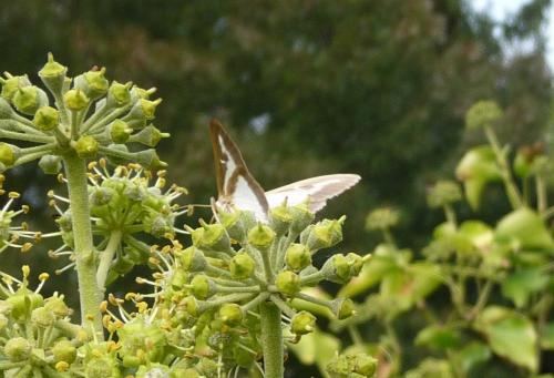 Cydalima perspectalis