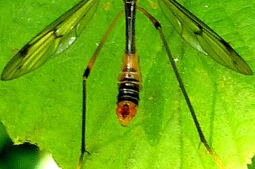 Ptychoptera albimana