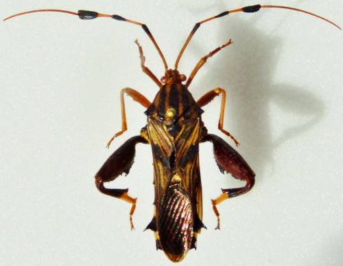 Spathophora biclavata