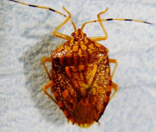 Phalaecus pustulatus