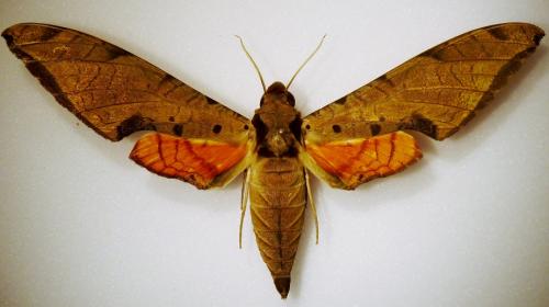 Réf. 92 829 : Protambulyx strigilis