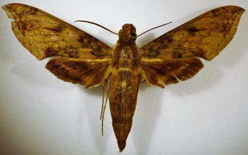 Réf. 92 831 : Xylophanes fusimaculata
