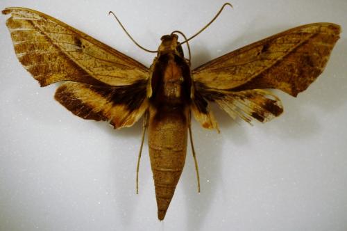 Xylophanes epaphus