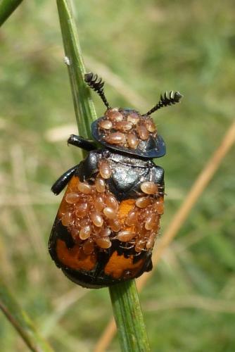 Réf. 92 393 : Nicrophorus vespilloides