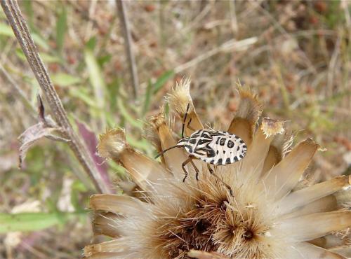 Réf. 92 679 : Codophila varia
