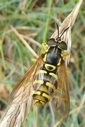 Chrysotoxum sp.