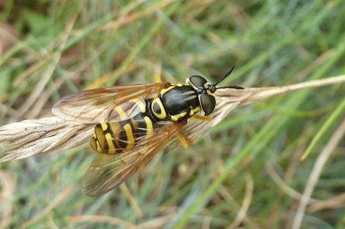 Chrysotoxum sp.