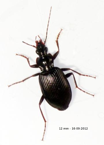Réf. 92 095 : Platynus assimilis