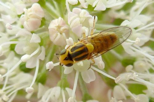 Réf. 92 680 : Chlorops sp.