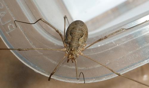 Phalangium opilio