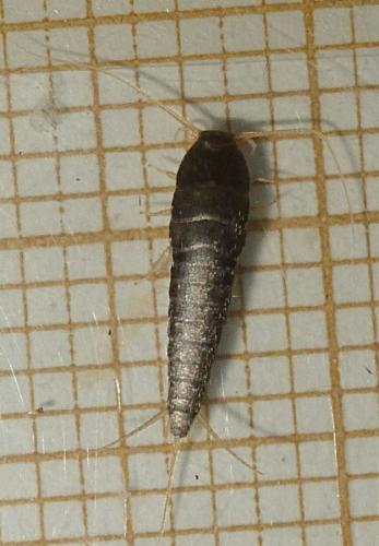 Lepisma saccharina