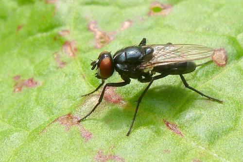 Réf. 92 688 : Hydrotaea diabolus