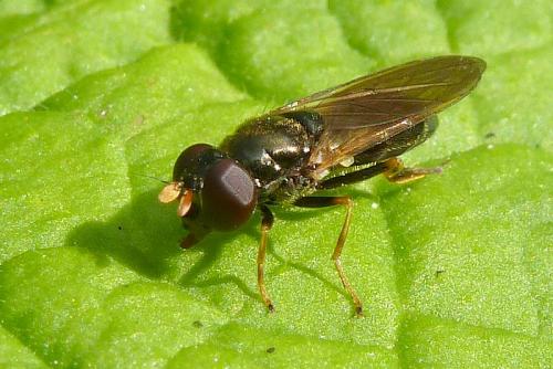 Réf. 92 596 : Cheilosia pagana