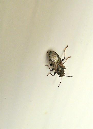 Heterogaster urticae