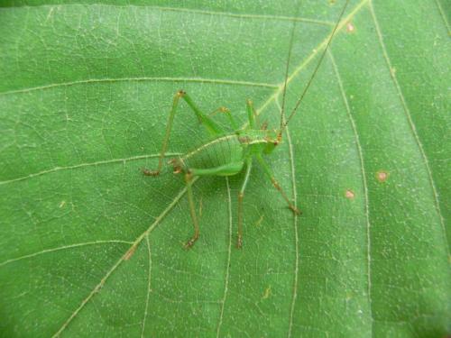 Leptophyes punctatissima