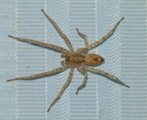 Réf. 92 195 : Anyphaena accentuata