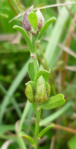 Dasineura genistarum