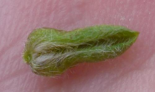 Dasineura genistarum