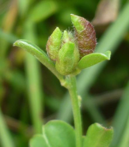 Dasineura genistarum