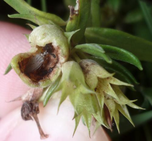 Copium teucrii