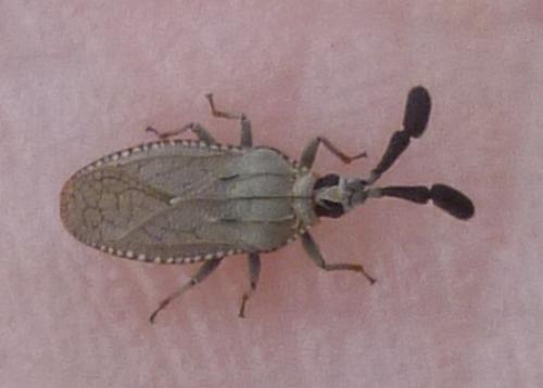 Copium teucrii