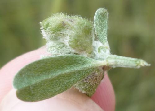 Réf. 92 298 : Jaapiella genistamtorquens