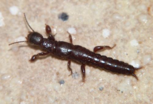 Réf. 92 714 : Embia ramburi