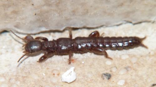Embia sp.