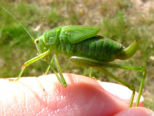 Phaneroptera sp.