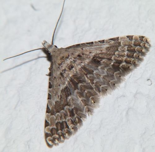 Alucita sp.