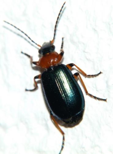 Réf. 92 994 : Lebia cyanocephala
