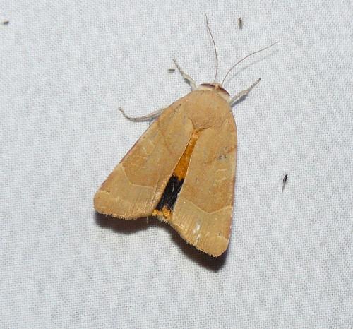 Noctua sp.