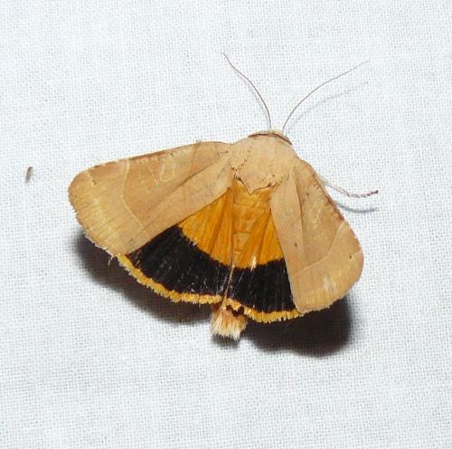 Noctua sp.